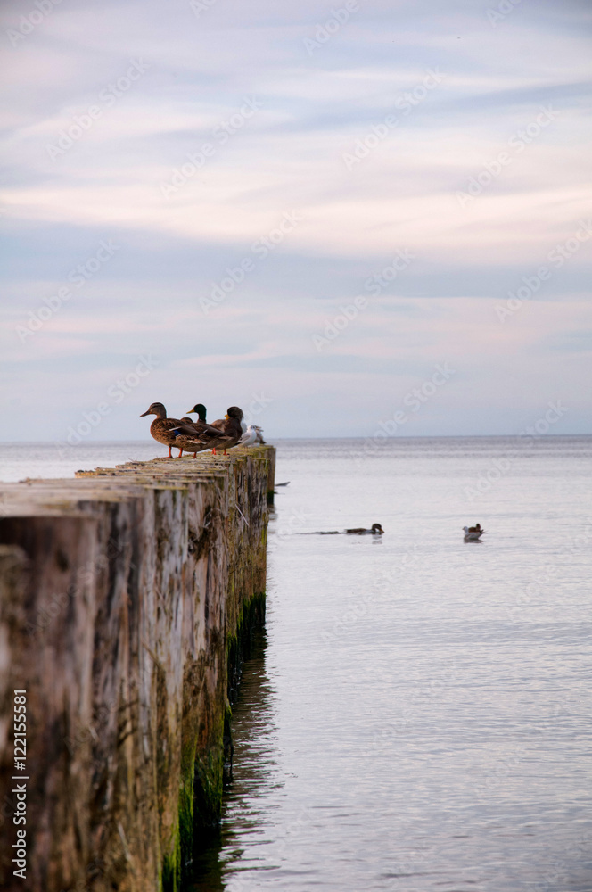 Breakwater and seagulls in the Baltic Sea Breakwater and seagulls in the Baltic Sea