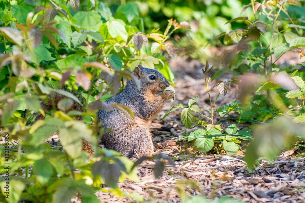 A grey squirrel eating green leaves in park. A grey squirrel eating green leaves in park.