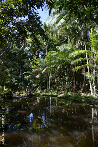 Brazil, Para, Trairao, Amazon rainforest, pond photo