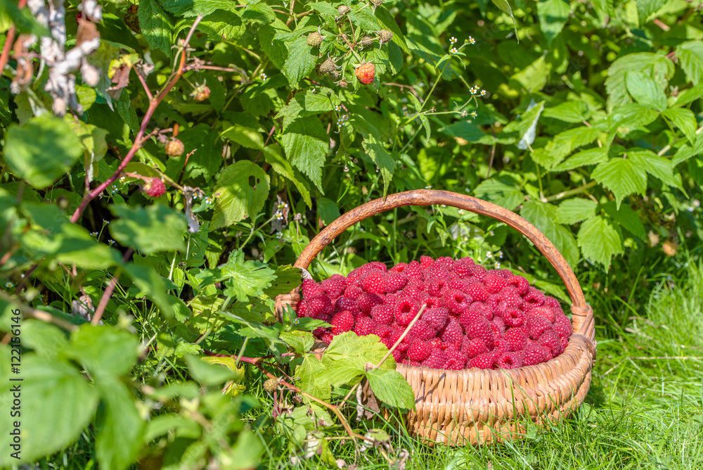 Summer berry harvest, raspberry in the basket