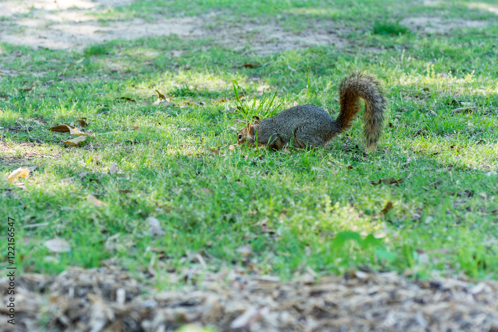 A squirrel finding food in a green grassland.
A squirrel finding food in a green grassland.