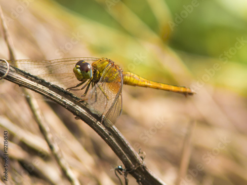 dragonfly © ninoninos