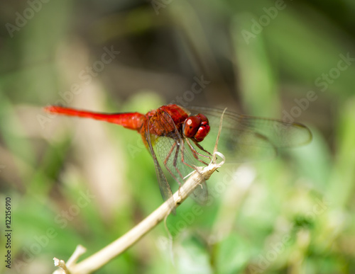 Red dragonfly © ninoninos