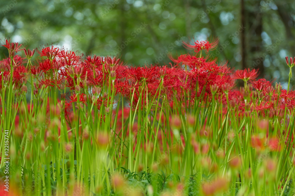 曼珠沙華 曼珠沙華