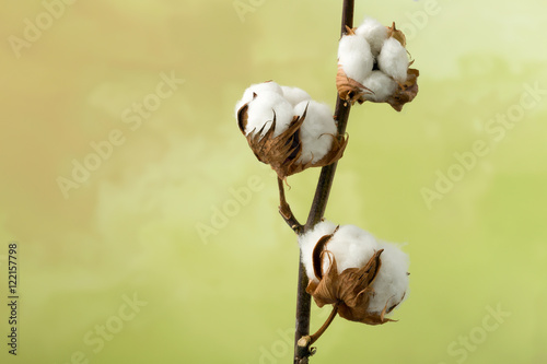 Cotton plant with copy space © Anneke