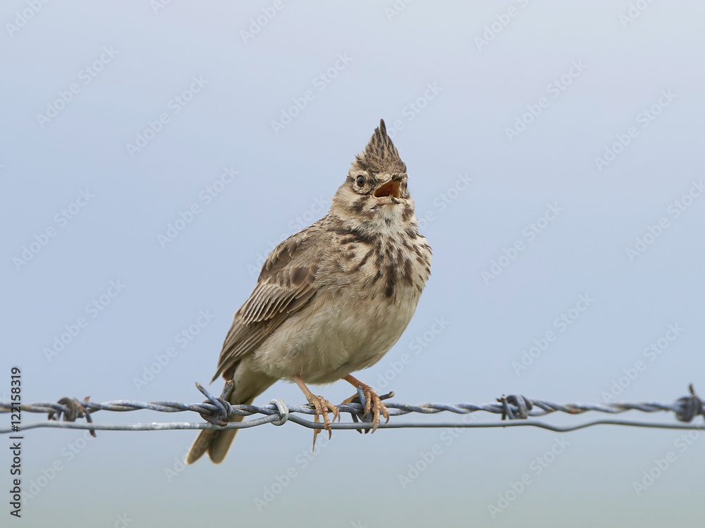 Fototapeta premium Crested lark (Galerida cristata)