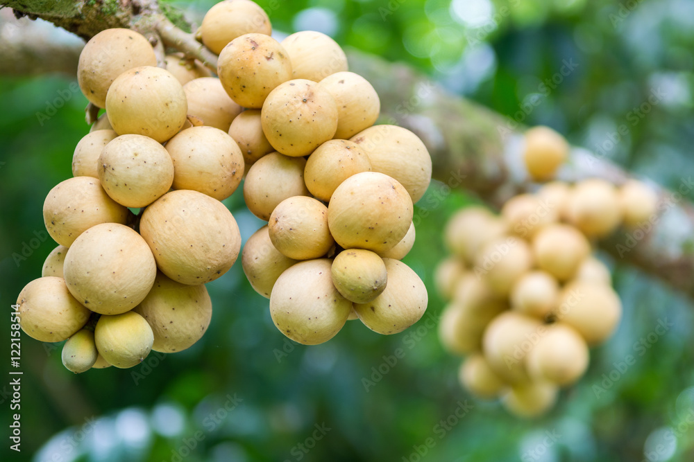 Langsat fruit on the tree in Thailand Langsat fruit on the tree in Thailand