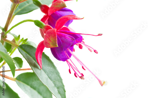 Photo Fuchsia flower and leaves isolated on white background
