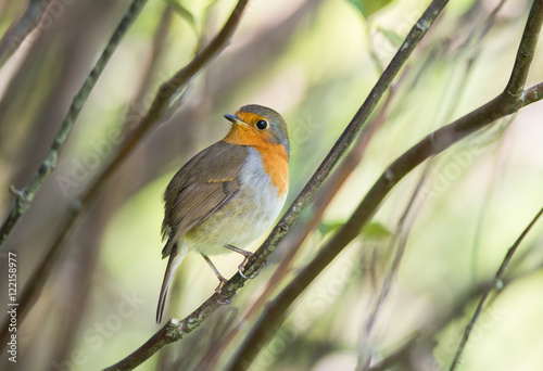 Little cute robin bird on a tree twig looking around