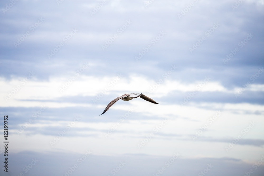 Fototapeta premium Möwe am Ostseestrand