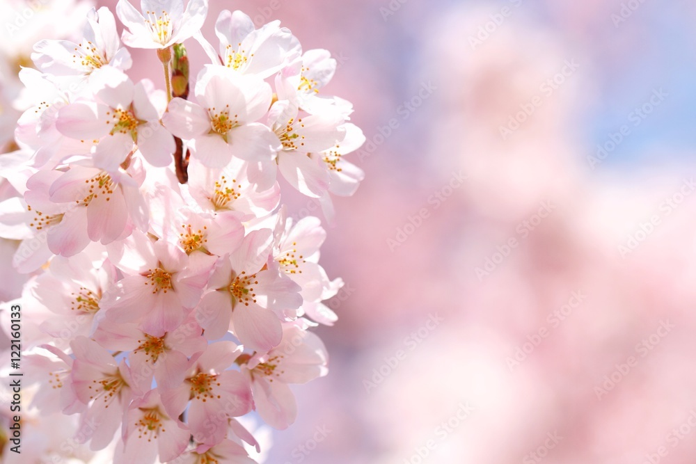Fototapeta premium 桜（ジンダイアケボノ）
