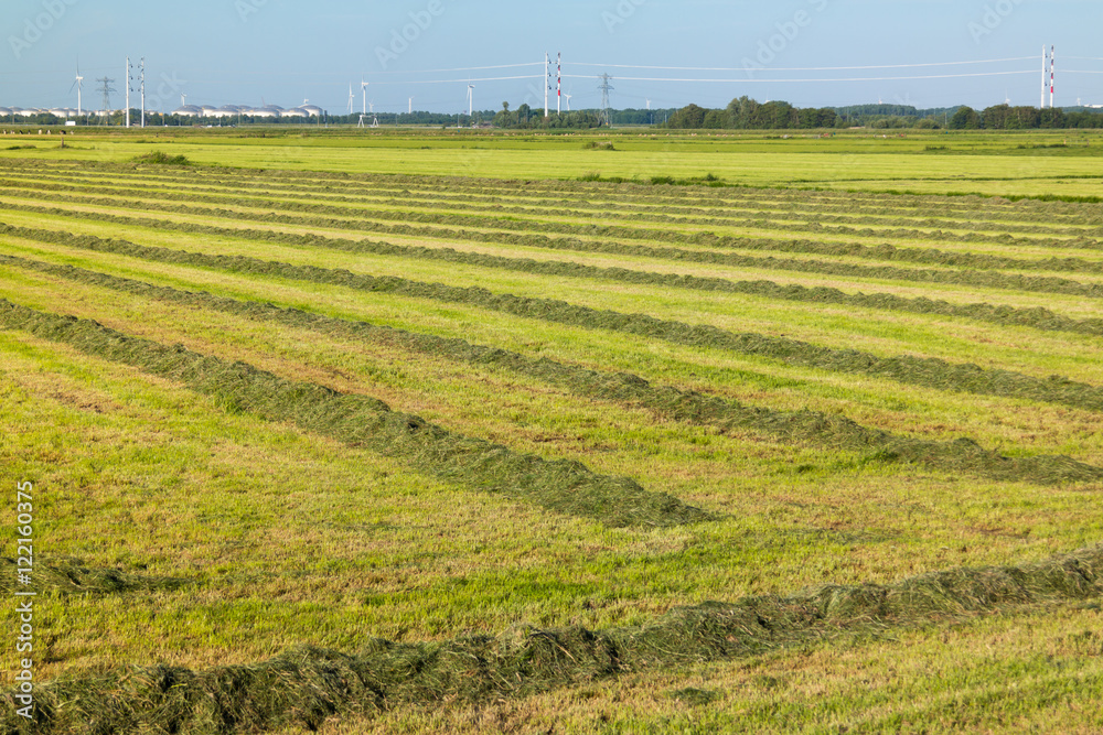 Grassland with mown grass for haymaking in polder near Amsterdam, North Holland, Netherlands