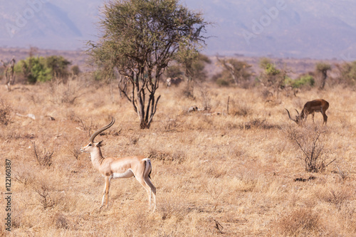 impala, in samburu kenya