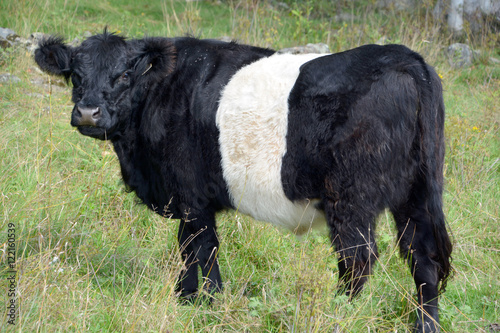 The Belted Galloway is a heritage beef breed of cattle originating from Galloway in South West Scotland, adapted to living on the poor upland pastures and windswept moorlands of the region. photo