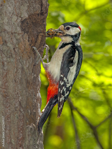 woodpecker with prey