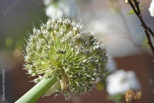 flores de fundo com o ceu brilho de natureza photo