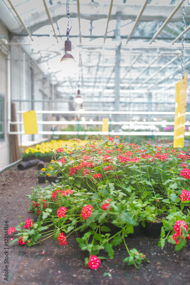 Modern greenhouse activity