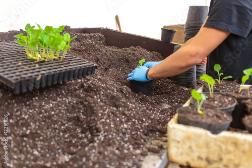 Modern greenhouse activity