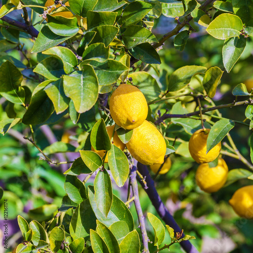 Lemon tree with yellow fruits and green leaves