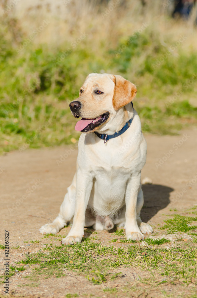 very cute young purebred labrador dog with beautiful brown white fur with brown eyes ears big head mouth teeth happily walking in the park on a nice sunny weather outdoors