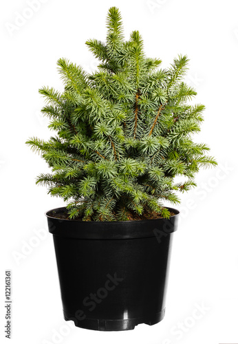 Seedling trees in black plastic pot