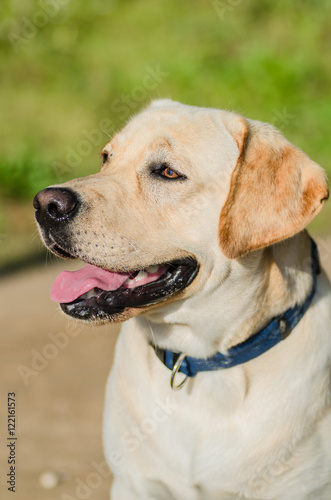 very cute young purebred labrador dog with beautiful brown white fur with brown eyes ears big head mouth teeth happily walking in the park on a nice sunny weather outdoors © AHARAD