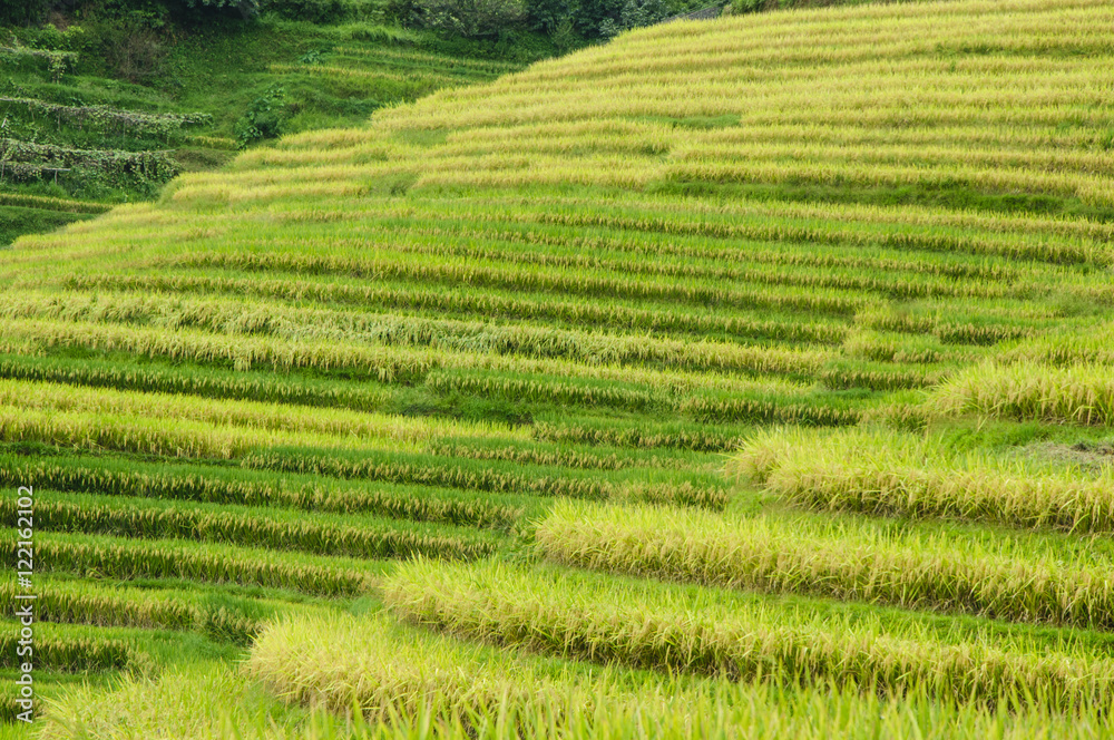 The terraced fields in autumn