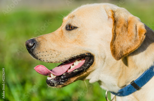 very cute young purebred labrador dog with beautiful brown white fur with brown eyes ears big head mouth teeth happily walking in the park on a nice sunny weather outdoors