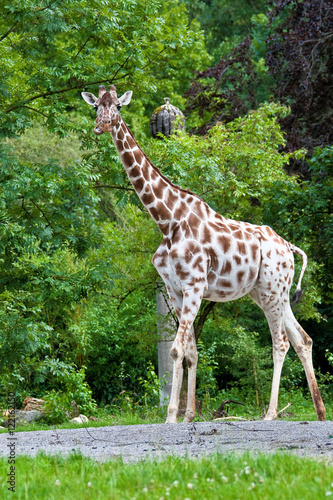 Giraffe - Giraffa camelopardalis