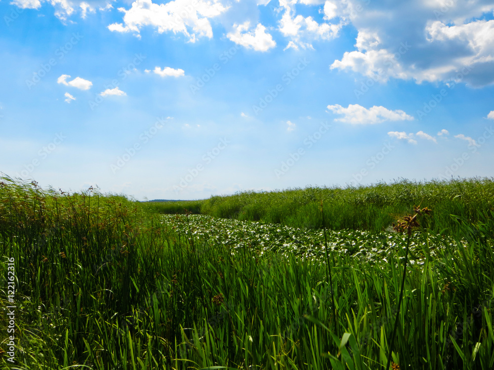 Dnieper marshes not far from Kremenchuk Dnieper marshes not far from Kremenchuk