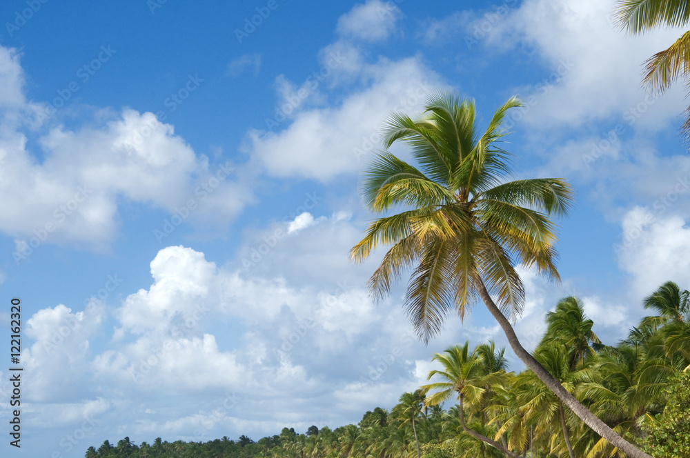 Palm Trees In Front Of Azure Skyline.