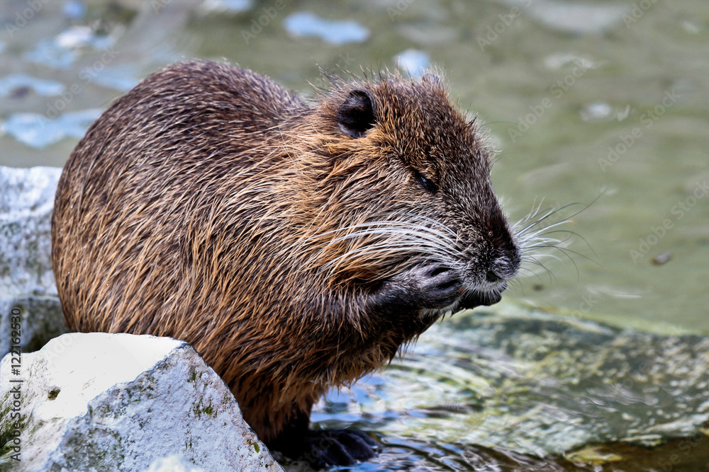 Biber - Beaver - Castorimorpha - Euarchontoglires Biber - Beaver - Castorimorpha - Euarchontoglires