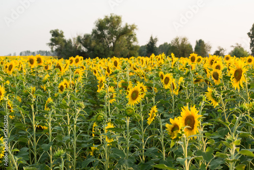 Field of blooming sunflowers at sunset © olgavolodina