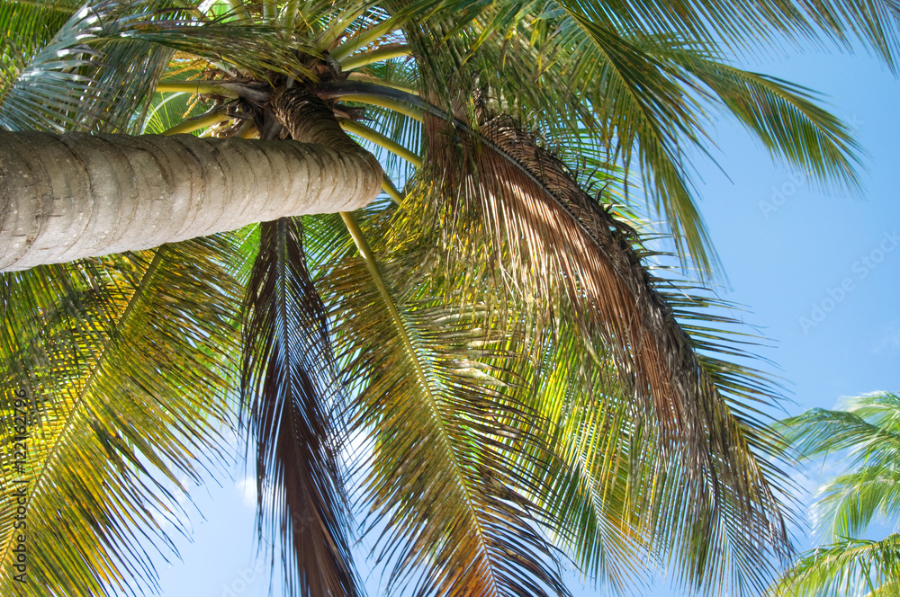 Fototapeta premium palm tree infront of blue sky