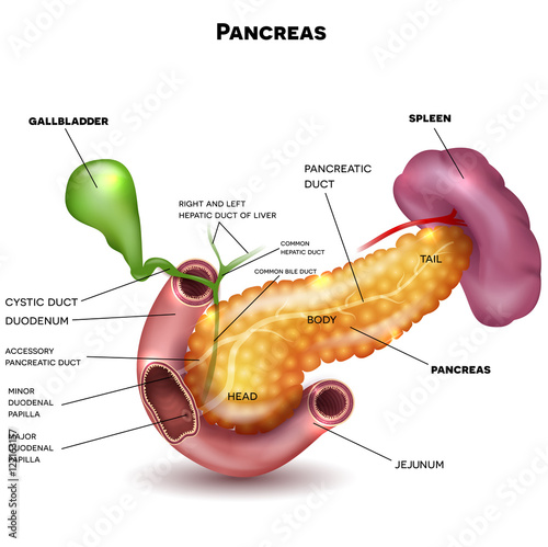 Pancreas and surrounding organs, gallbladder, small intestine and spleen detailed illustration with description. Beautiful colorful design.