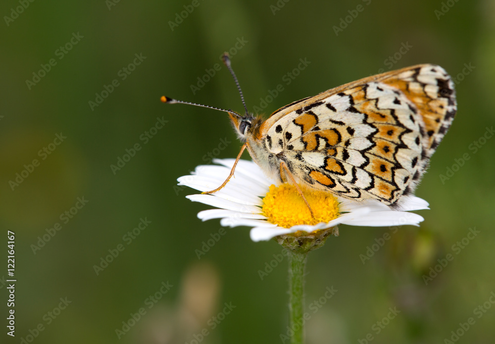 macrophotographie d'un papillon: Mélitée du plantain (Melitaea cinxia)  