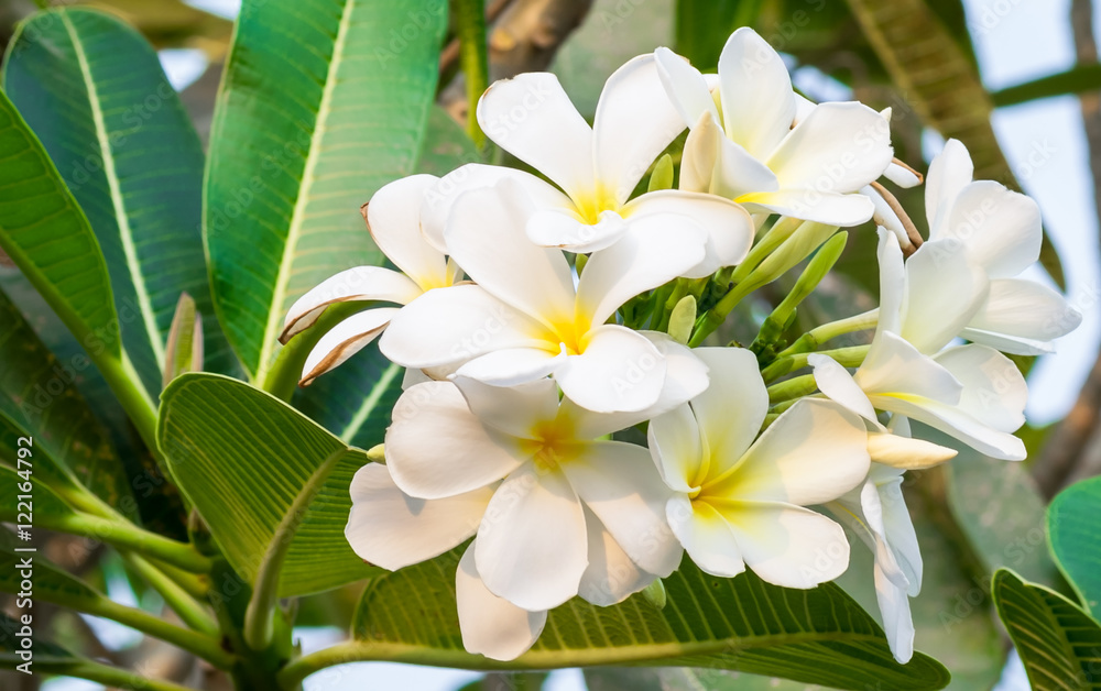 Fototapeta premium Plumeria