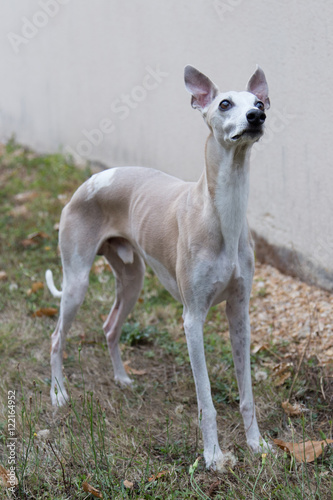 Greyhound portrait on the green grass