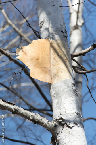 Low angle view of a bare tree, Hecla Grindstone Provincial Park, photo