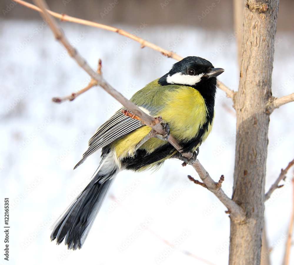 Obraz premium Titmouse