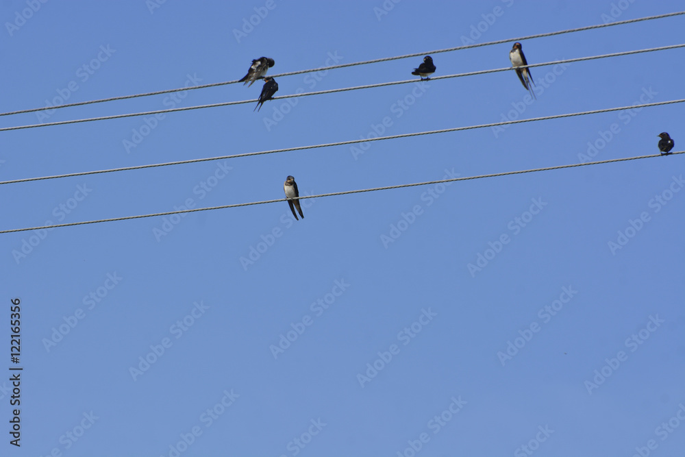 swallows swallows