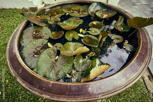 Mini bassin pond