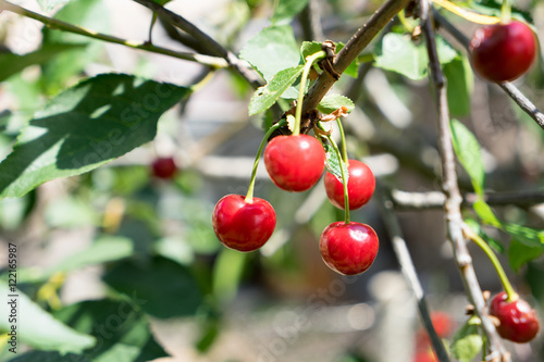 red cherries / red cherries on a cherry tree