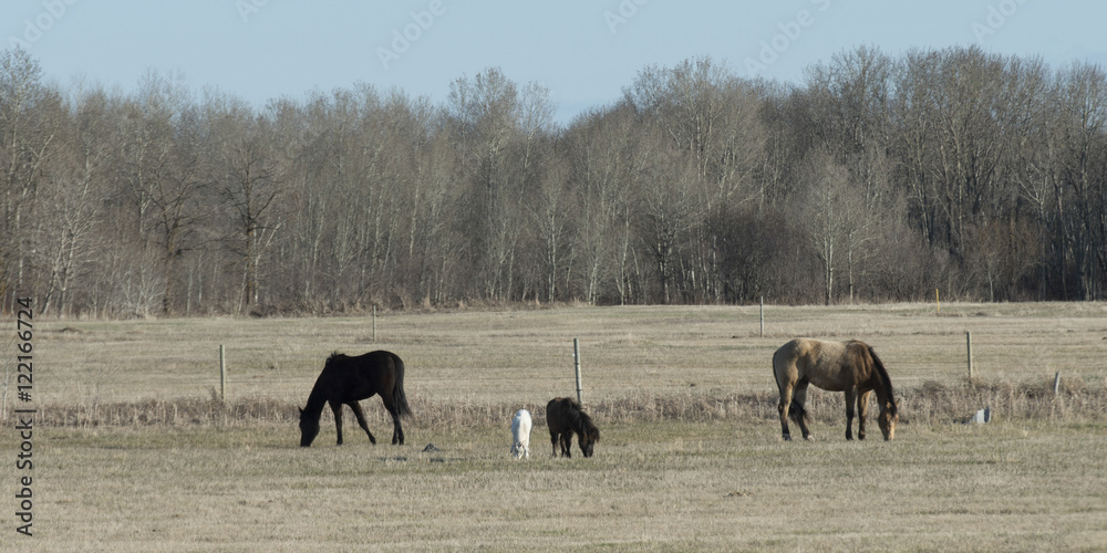 Horses grazing in a field, Manitoba, Canada