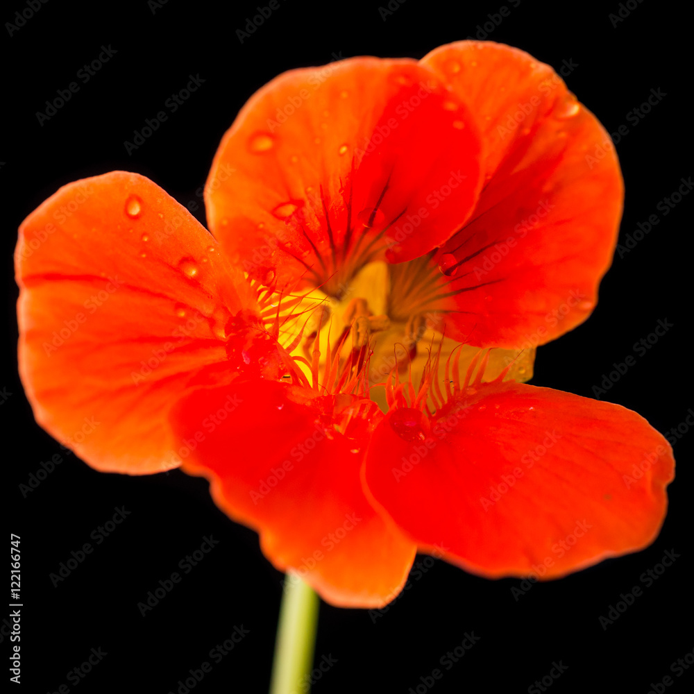 Nasturtium On Black Nasturtium On Black