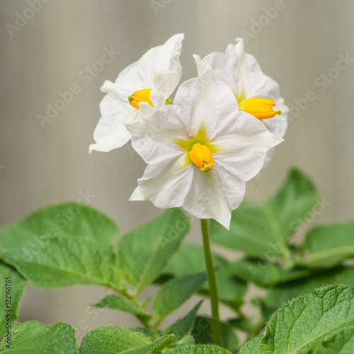 Potato Charlotte Blossom