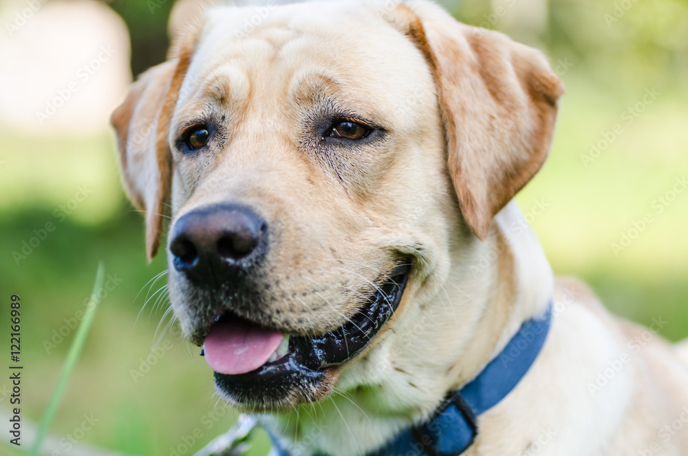 very cute young purebred labrador dog with beautiful brown white fur with brown eyes ears big head mouth teeth happily walking in the park on a nice sunny weather outdoors