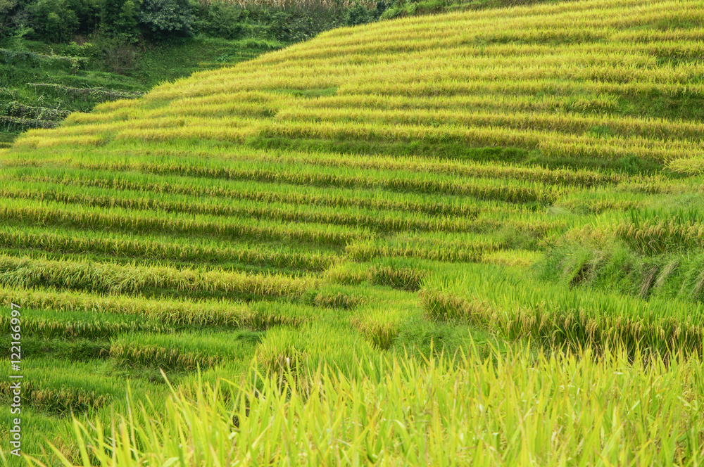 The terraced fields in autumn