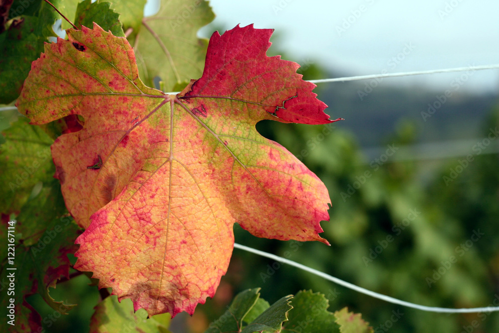 Barolo vineyards in Langhe, Piedmont, Italy, in autumn Barolo vineyards in Langhe, Piedmont, Italy, in autumn