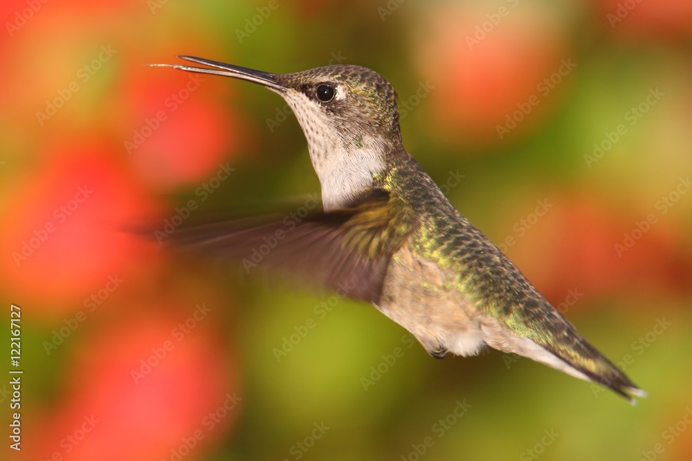 Fototapeta premium Female Ruby-throated Hummingbird (archilochus colubris)